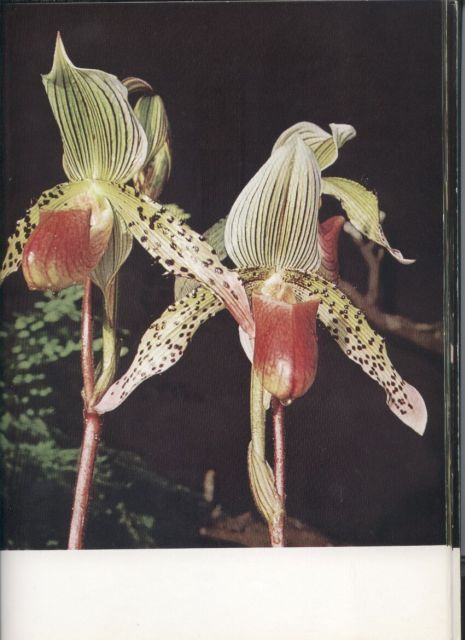 Hirmer,Max  Wunderwelt der Orchideen 
