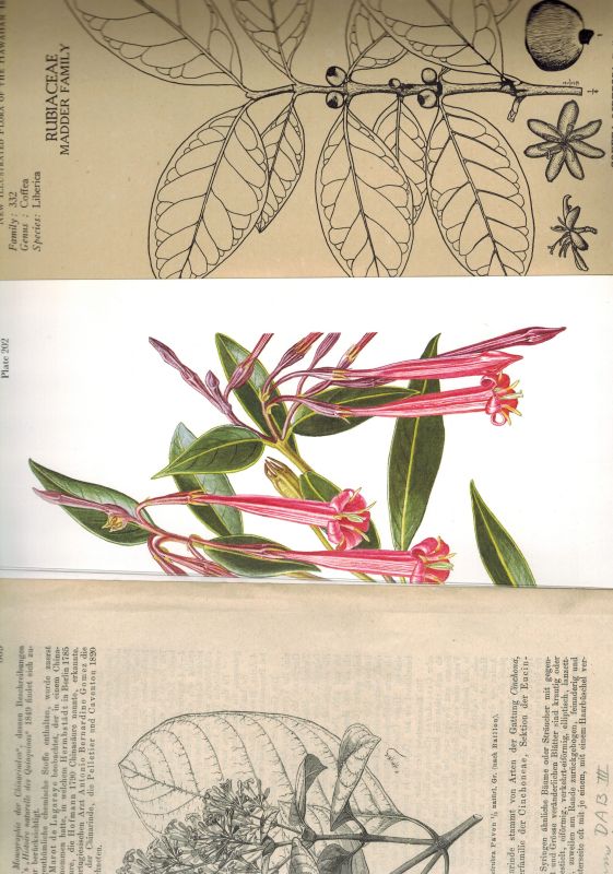 Rubiaceae Rötegewächse  Konvolut über verschiedene Rubiaceae Pflanzen und Büsche 