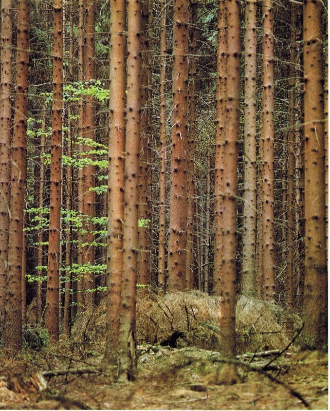 Blüchel,Kurt  Der deutsche Wald 