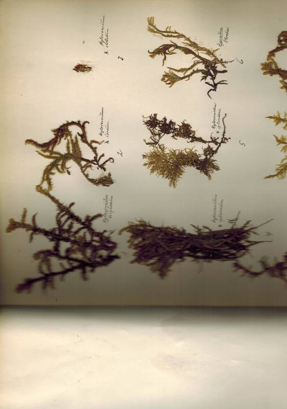 Hahn,Gotthold  Moos-Herbarium I.Musci frondosi - II.Musci hepatici 