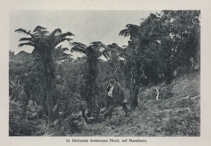 Skottsberg,C.  Vegetationsbilder von den Juan Fernandez-Inseln 