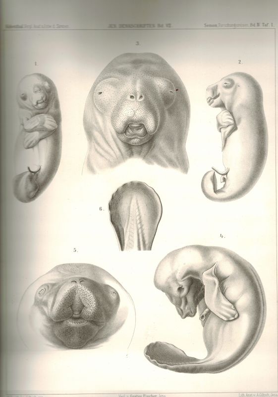 Kükenthal,W.  Vergleichend-anatomische und entwicklungsgeschichtliche Untersuchungen 