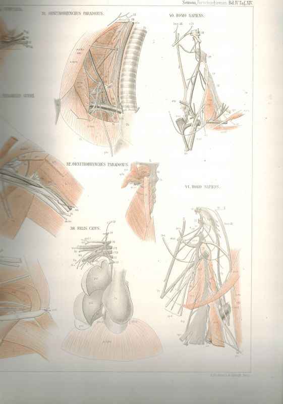 Semon,R.  Zoologische Forschungsreisen in Australien und dem Malayischen 