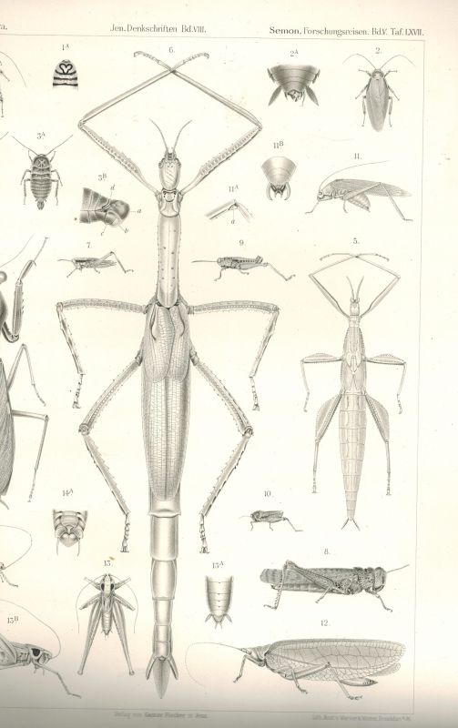 Semon,Richard  Zoologische Forschungsreisen in Australien und dem Malayischen 