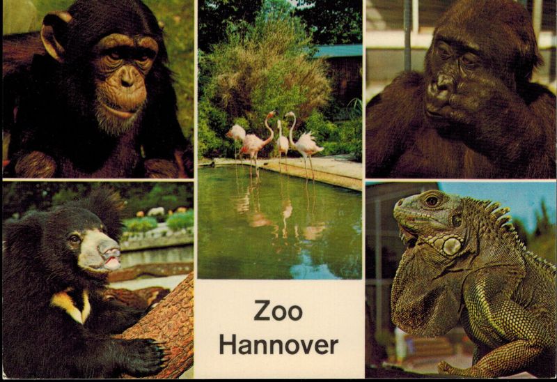 Hannover-Zoo  Junger Schimpanse, Lippenbär, Flamingos, Junger Gorilla, Grüner Leguan 