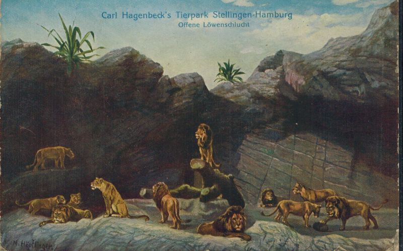 Carl Hagenbecks Tierpark-Stellingen  Offene Löwenschlucht 