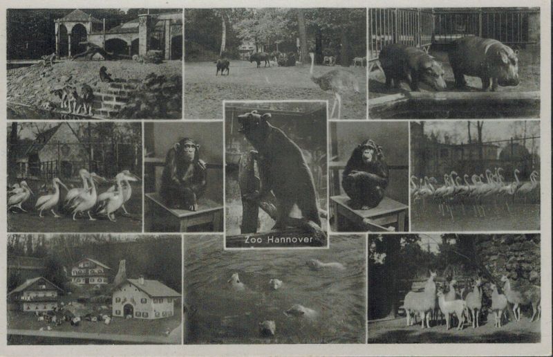 Hannover-Zoologischer Garten  Braunbären Schimpansen Löwen Eisbären Flußpferde 