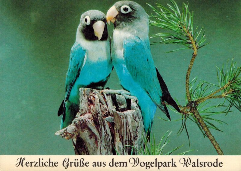 Waldrode-Vogelpark  Schwarzköpfchen blaue Mutation 