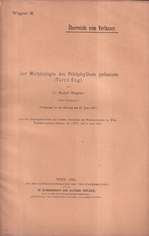 Wagner,Rudolf  Zur Morphologie des Peltiphyllum peltatum(Torr.)Engl. 