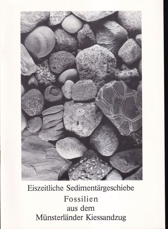 Sammlergemeinschaft Rheine - Enschede  Eiszeitliche sedimentärgeschiebe Fossilien aus dem Münsterländer 