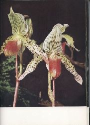 Hirmer,Max  Wunderwelt der Orchideen 