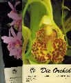 Die Orchidee  Die Orchidee 48.Jahrgang 1997 Heft 1 bis 6 (6 Hefte) 