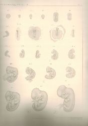 Minot,Charles S. and Ewing Taylor  Normal Plates of the Development of the Rabbit (Lepus Cuniculus L.) 