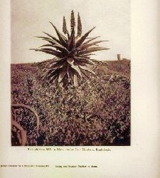 Brunnthaler,Josef  Vegetationsbilder aus Sdafrika 