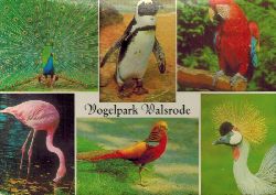 Walsrode-Vogelpark  Vogelpark Walsrode Flamingo Goldfasan Pfau Kronenkranich Pinguin Ara 