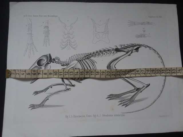 Peters , W.C.H.   Graphik aus Naturwissenschaftliche  Reise nach Mossambique auf Befehl seiner Majestät des Königs Friedrich Wilhelm IV   