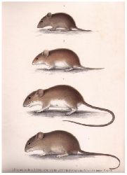 Peters , W.C.H.     Mus microdon , Mus arborarius , Steatomysd  und Saccostomus fuscus - Graphik aus Naturwissenschaftliche  Reise nach Mossambique auf Befehl seiner Majestt des Knigs Friedrich Wilhelm IV   