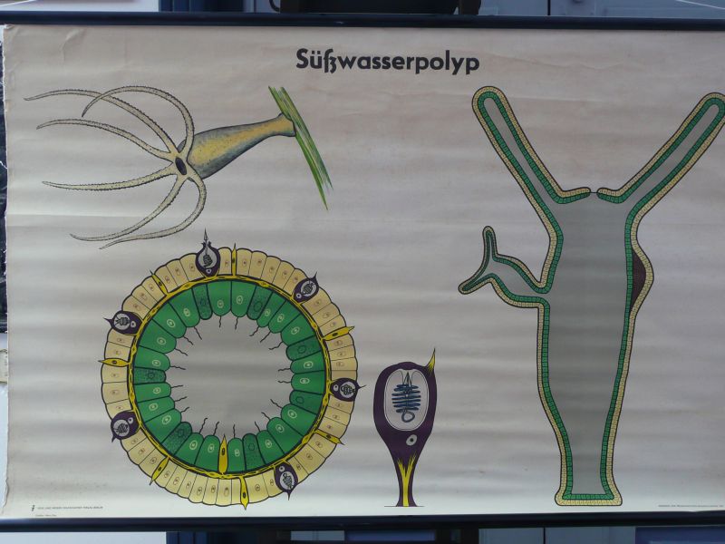 SÃ¼Ãwasserpolyp  Hrs. von der Akademie der pÃ¤dagogischen Wissenschaften 