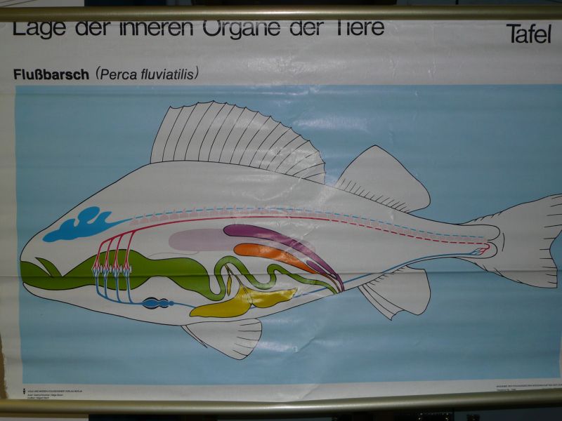 Lage der inneren Organe der Tiere  Tafel 1: FluÃbarsch (Perca fluviatilis) 