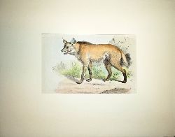 Anonym  Farblithographie "De Wolf van Brazilie" [Der Wildhund (Mhnenwolf)]. Hinter Passepartout. 