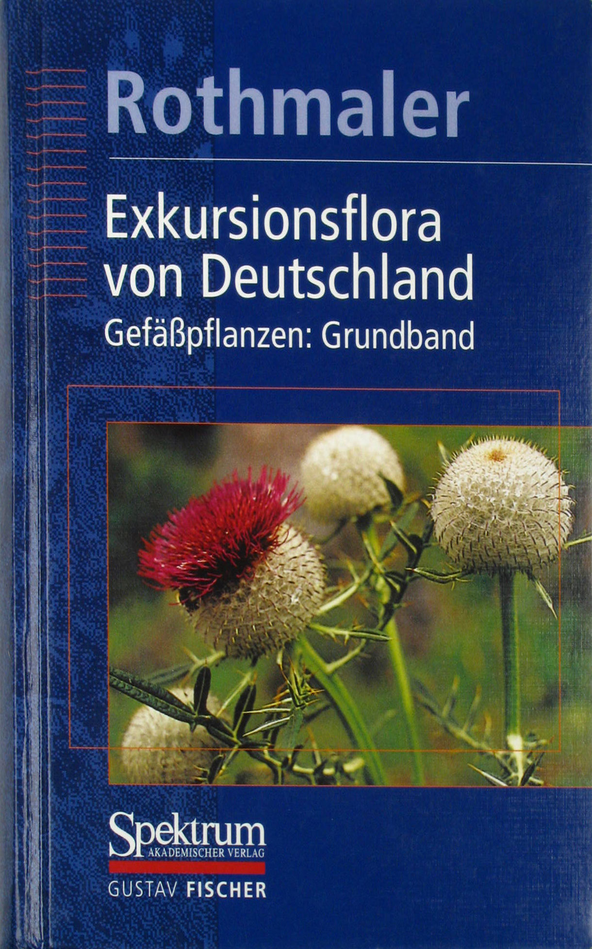 Rothmaler, Werner:  Exkursionsflora von Deutschland. Band 2. Gefäßpflanzen: Grundband 