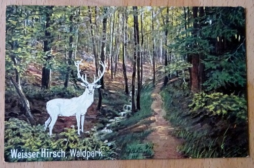  Ansichtskarte AK Kurort Weißer Hirsch. Waldpark (mit Hirsch) 