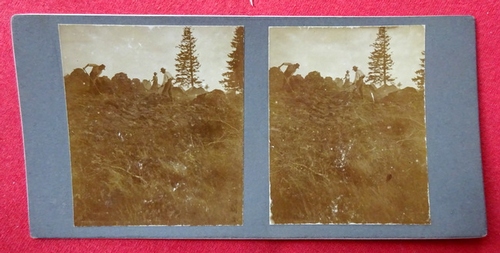   Original Stereoskopie-Fotografien (Stereobild. Stereophotographie). Schwarzwald 1910. Urbarmachen von Waldboden (Waldarbeiter) 