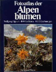 Lippert, Wolfgang:  Fotoatlas der Alpenblumen Bltenpflanzen der Ost- und Westalpen - Das groe Bestimmungsbuch in Farbe 