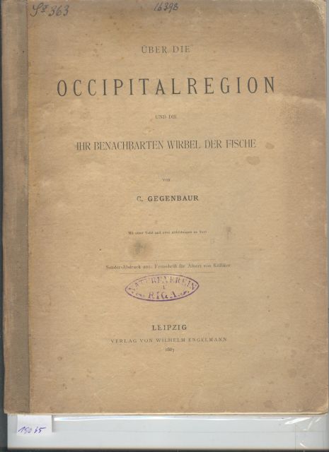 Gegenbaur  Über die Occipitalregion und die benachbarten Wirbel der Fische 