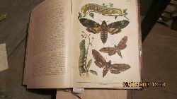 Eckstein Dr. K.  Die Schmetterlinge ihr Bau, ihre Lebensweise und wirtschaftliche Bedeutung nebst Anleitung zur Beobachtung, Aufzucht und zum Sammeln. 