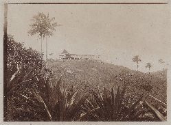   9 Original-Photographien aus dem ehemals deutschen Kolonialgebiet in Kamerun. Historische Photographien mit Ansichten von Plantagen und Umgebung. 